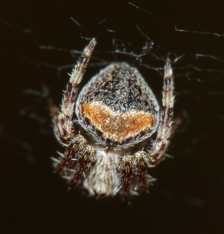 Araneus sp.